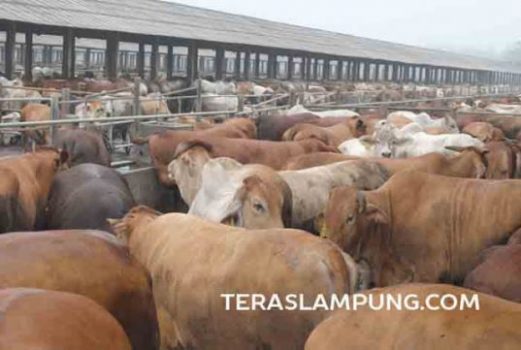 Potensi Pengembangan Usaha Pembibitan Ternak Sapi di Lampung (2)