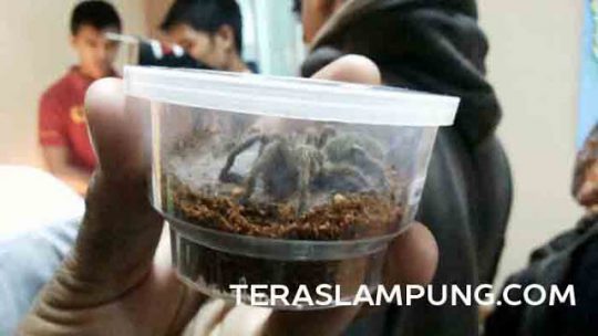 Bea Cukai Bandarlampung Gagalkan Penyelundupan 111 Ekor Tarantula Asal Thailand