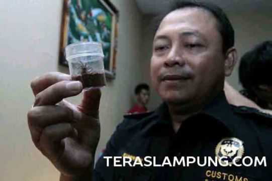 Jika Beredar, Tarantula Selundupan asal Thailand Dikhawatirkan Sebarkan Penyakit