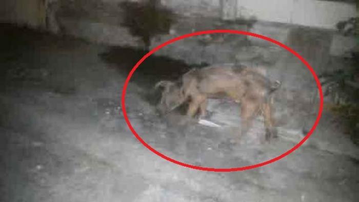 Isu Babi Ngepet Membuat Warga Campur Sari Kotabumi Resah