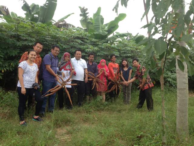Hasilkan 100 Ton/Ha, Kebun Singkong Manggu di Way Kanan Jadi Perhatian Peneliti Filipina