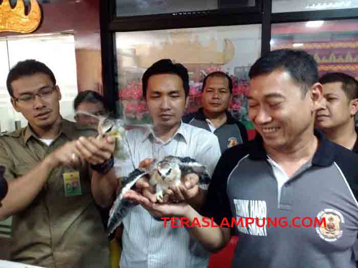 Polda Lampung dan BKSDA Sita 20 Ekor Burung Elang Tikus