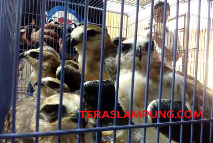 Mapas! Rohim Jualan Burung Elang Tikus Melalui Akun Facebook