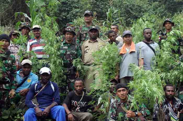 Yonif Raider 700/WYS Temukan Ladang Ganja di Perbatasan RI-Papua Nugini