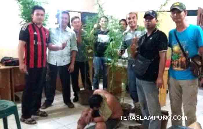 Tanam 17 Batang Ganja di Pot Bunga, Warga Natar Ditangkap Polisi