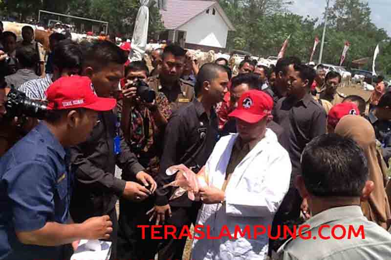 Bulan Bakti Peternakan, Wagub Serahkan Bantuan 266 Sapi dari Pemerintah Pusat