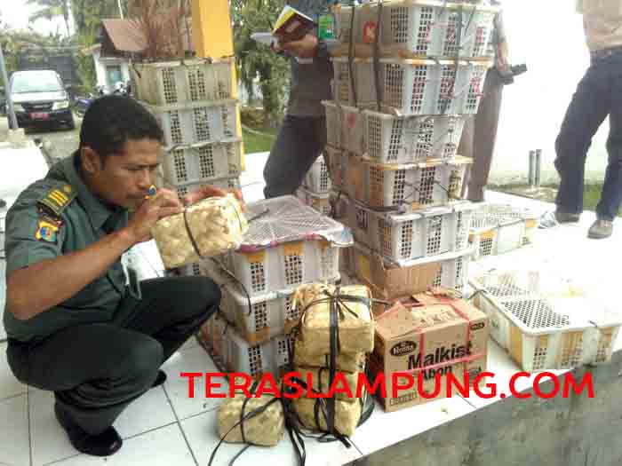 BKSDA Lampung Gagalkan Penyelundupan 1.500 Ekor Burung