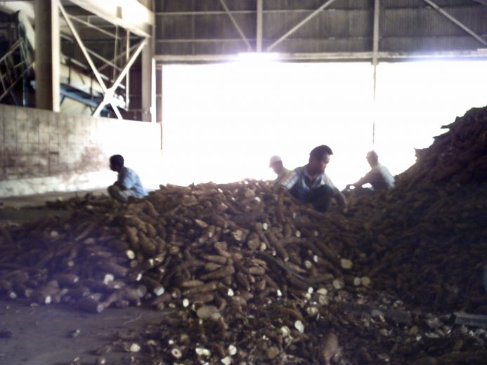 Kadis Pertanian Lampura: Meski Harga Singkong Rp 683/Kg, Petani Tetap Untung