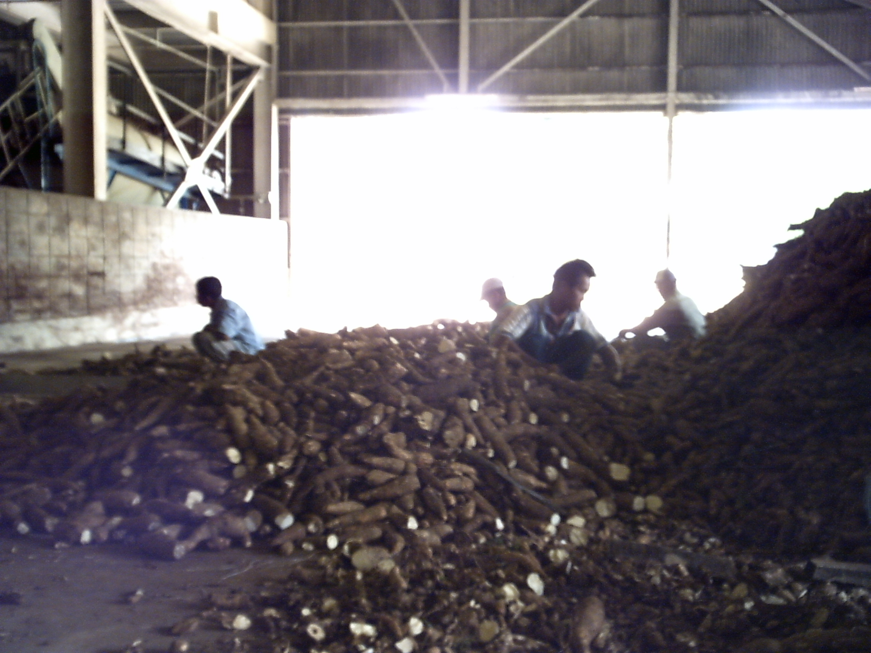Kadis Pertanian Lampura: Meski Harga Singkong Rp 683/Kg, Petani Tetap Untung