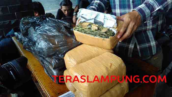 Bisnis Ganja Aceh-Lampung, Tiga Kali Hadi Dapat Kiriman dalam Jumlah Besar Via Kantor Pos
