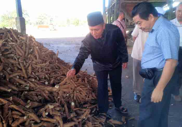 Banjir Singkong Impor dari Vietnam Sebabkan Harga Singkong di Lampung Anjlok