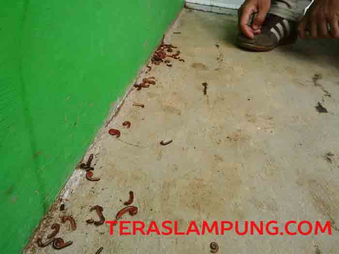 Diduga Berasal dari Kebun Sawit, Perumahan Jenganan Sikep Kotabumi Diserbu Hewan Kaki Seribu