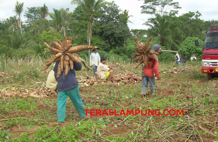 Petani Singkong Dilarang Gunakan Pupuk Bersubsidi, Ini yang Dilakukan Pemkab Lampura