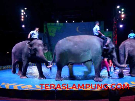 Hampir Sebulan Pentas, Warga Bandarlampung Masih Antusias Tonton Sirkus di Lapangan Saburai