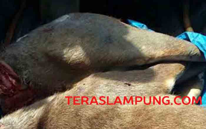 Dua Nelayan Ditangkap karena Bawa Daging Rusa