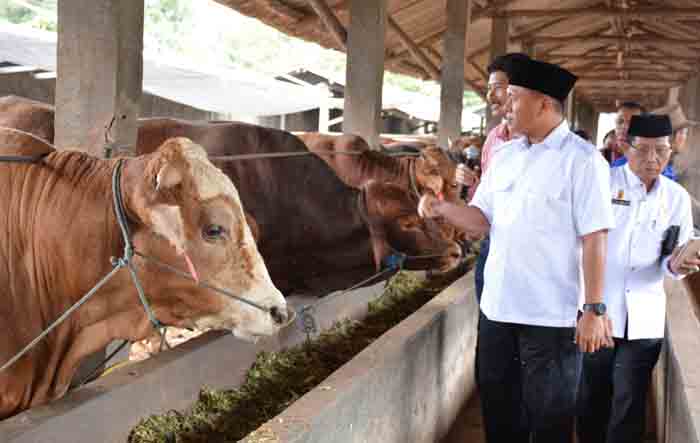 Bangun Kampung Ternak, Bupati Mustafa akan Wujudkan Lamteng Swasembada Daging