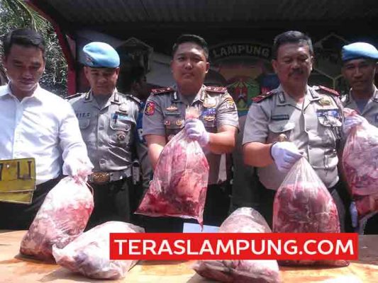 Mapas! Tiga Ton Daging Celeng Gagal Diselundupkan Lewat Pelabuhan Panjang