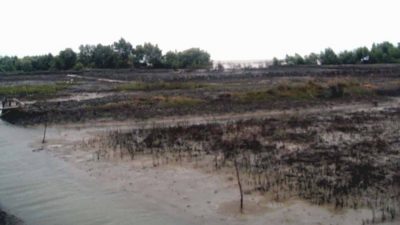 Lampung mangroves could be extinct in 5 years: Activist