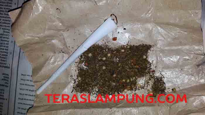 Lagi, Tim Tangkal Polresta Bandarlampung Bekuk Pengedar Narkoba