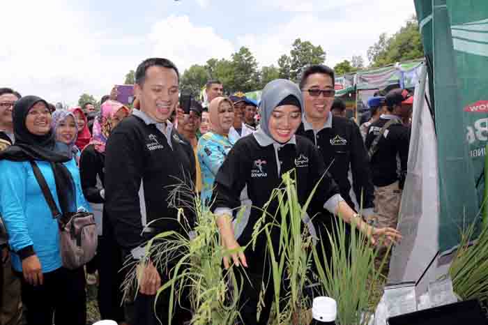 Pertahankan Swasembada, Pemprov Lampung Patok 4,6 Juta Ton Gabah
