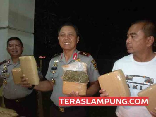 Penyelundupan 137 Kg Ganja Digagalkan Polda Lampung, Empat Tersangka Ditangkap