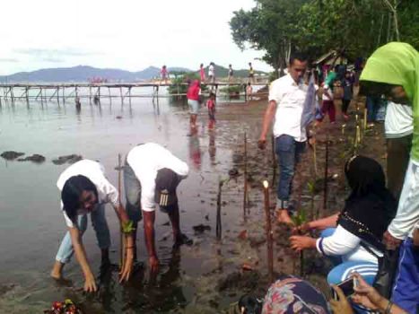 Relawan Sobat Mustafa Tanam Pohon Mangrove di Pantai Padangcermin