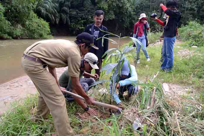 Walhi Lampung dan Tim 10 Tanam Seribu Bibit Bambu Betung dan Pohon Aren di DAS Way Seputih