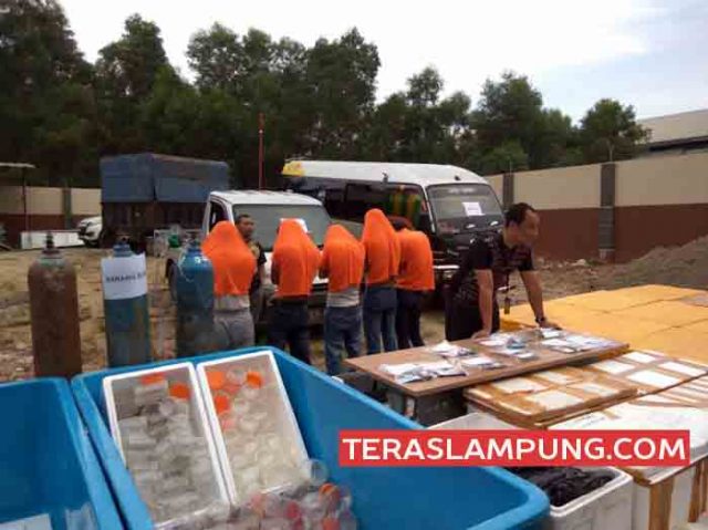 Bareskrim Polri Gagalkan Penyelundupan 65 Ribu Benih Lobster Senilai Rp 13 Miliar di Pelabuhan Bakauheni