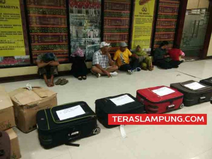 Penyelundupan 52 Ribu Benih Lobster Mutiara Senilai Rp 3,9 Miliar Digagalkan di Bandara Radin Inten II