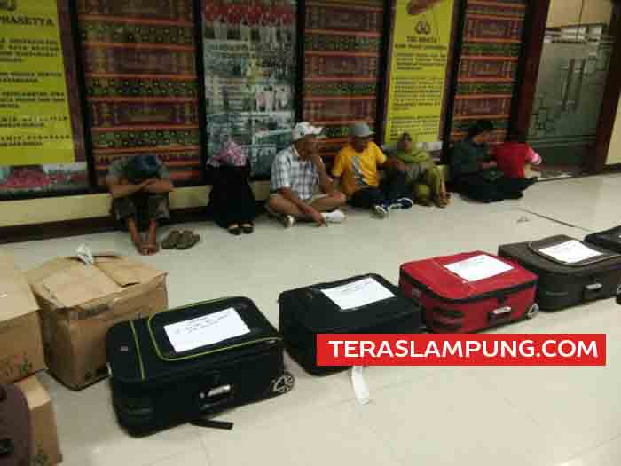 Penyelundupan 52 Ribu Benih Lobster Mutiara Senilai Rp 3,9 Miliar Digagalkan di Bandara Radin Inten II