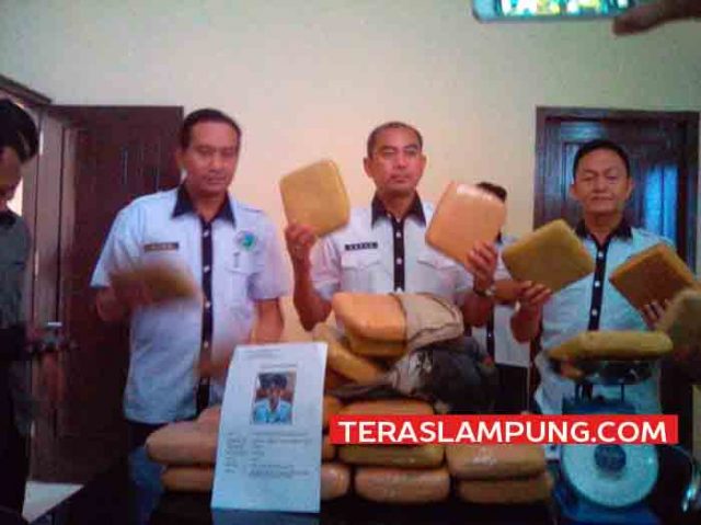 Edarkan Ganja, Pegawai Honorer Dishub Bandarlampung Ditangkap Polisi