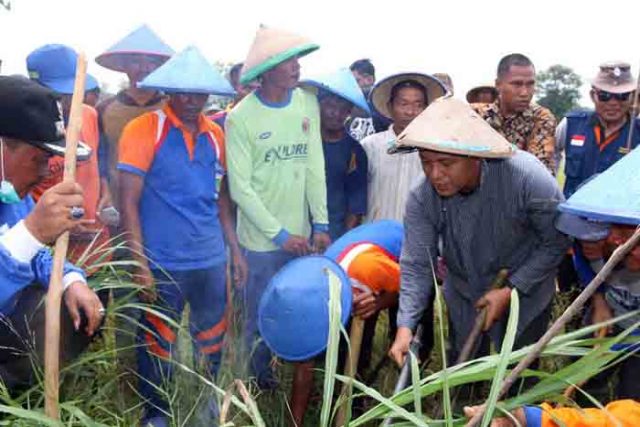 Bupati Mustafa Ikut Gropyokan Tikus di Persawahan Kampung Rejosari