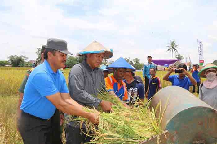Pemkab Lamteng Targetkan Produksi 922.861 Ton Padi pada 2017