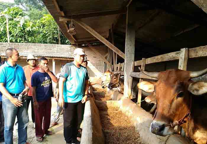 Bupati Mustafa Targetkan Lamteng Swasembada Daging