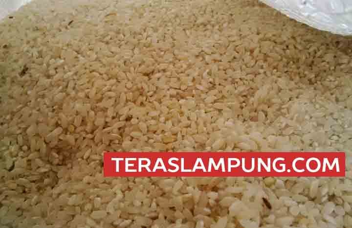 Ini Penampakan Rastra Berkutu yang Disalurkan Bulog di Kotabumi