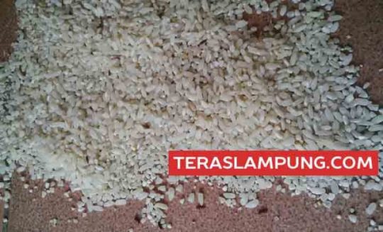 Rastra Penuh Kutu Beredar di Kotabumi