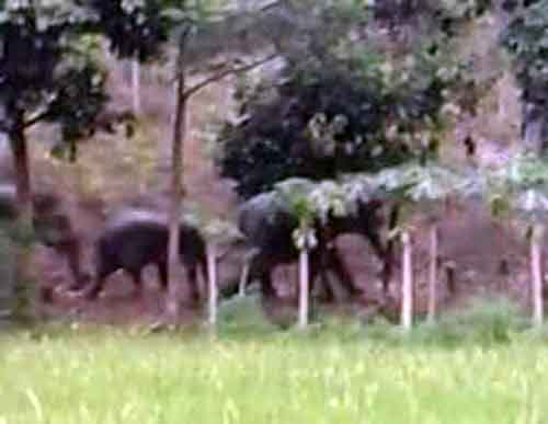 Rusak Kebun, Kawanan Gajah Penghuni TNBBS Masih Rajin Masuk Kampung Karang Agung Tanggamus