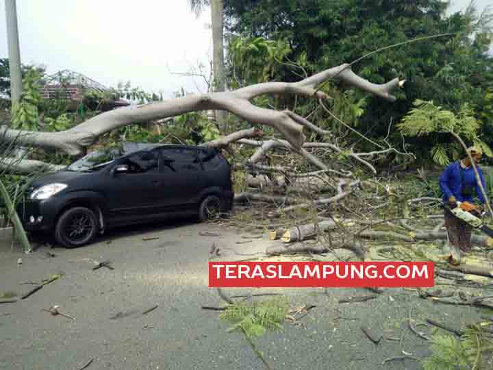 Braak! Pohon di Taman Dipangga Ini Timpa Mobil Avanza Milik Polisi