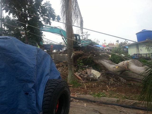 Pohon Tumbang di Depan Mapolda Lampung Timpa Gardu Listrik 20 Ribu VA