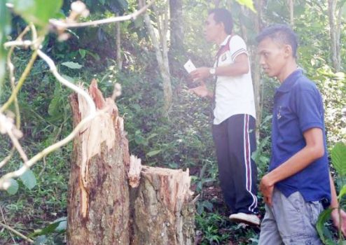 Tim Gabungan Bekuk Tiga Pelaku Pembalakan Liar di Hutan Lindung Register 28 Tanggamus
