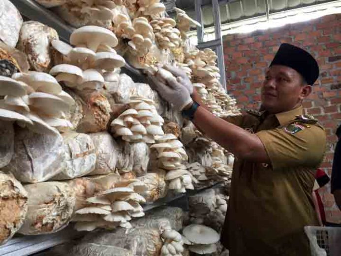 Program KECe, Bupati Mustafa Luncurkan Produk Unggulan Jamur di Kampung Indra Putra Subing