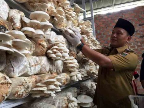 Program KECe, Bupati Mustafa Luncurkan Produk Unggulan Jamur di Kampung Indra Putra Subing