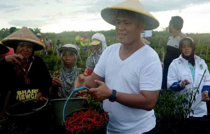 ‘One Zone One Product’, Kampung Bandar Agung Jadi Pusat Cabai Lado