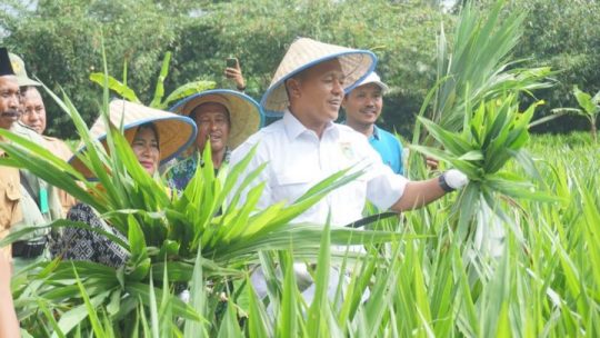 Targetkan Lamteng Lumbung Ternak Terbesar di Sumatera, Bupati Mustafa Dorong Peternak Budidayakan Rumput Odot