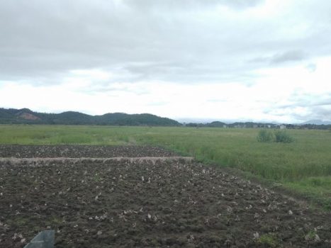 Warga Berharap Arinal Lestarikan Pringsewu sebagai Daerah Pertanian