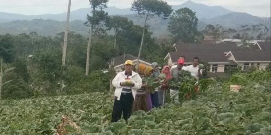 Harapan Petani Palawija dan Sayuran Lambar kepada Arinal-Nunik