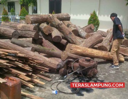 Pembalakan di Hutan Register Tanjungraja, Polisi Sita 75 Gelondong Kayu Sonokeling