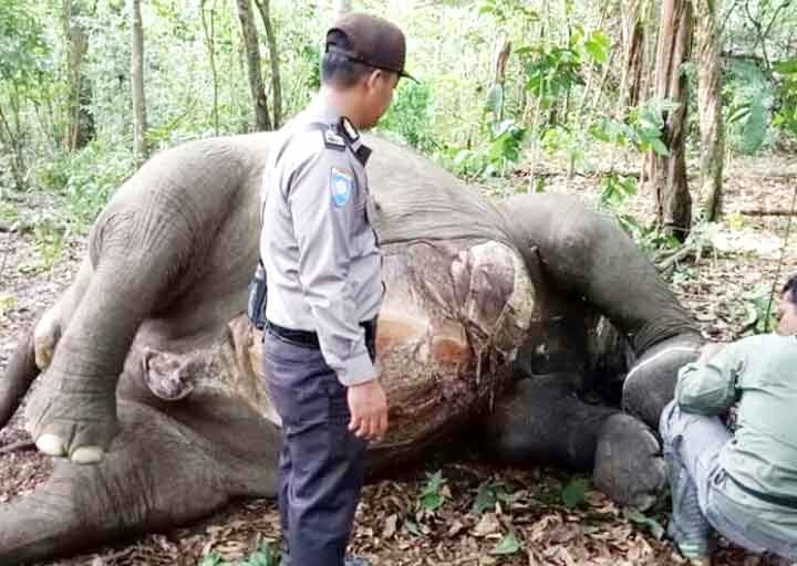 Gajah Betina Taman Nasional Way Kambas Ditemukan Mati dengan Lima Luka Tembak