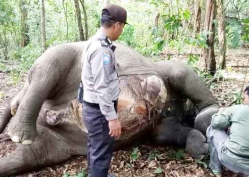 Gajah Betina Taman Nasional Way Kambas Ditemukan Mati dengan Lima Luka Tembak