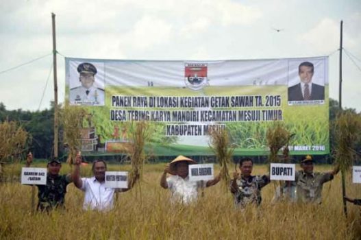 Areal Padi Seluas 9.483 Hektare di Rawajitu Utara Siap Panen